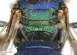   Ceratina binghami , male propodeum. photo: Chelsey Ritner 
